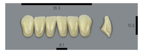 Гарнітури зубів MFT колір 1M1 розмір L40, колір 1M1, розмір L40